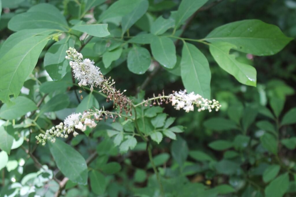 Cimicifuga racemosa