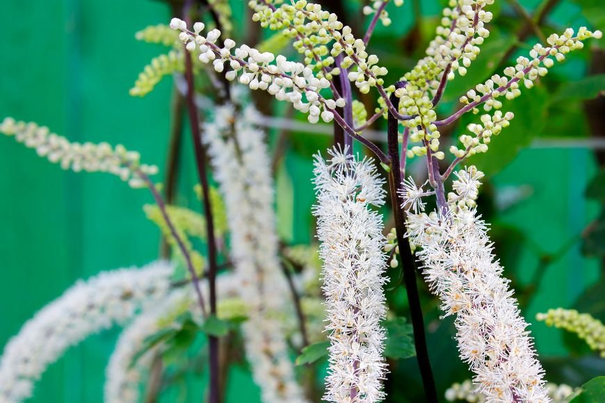 Floare de Cohoș negru folosita pentru ceai
