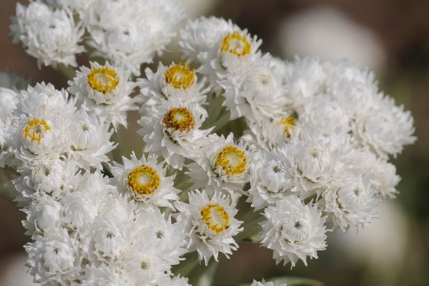 Planta Sweet Everlasting inflorita