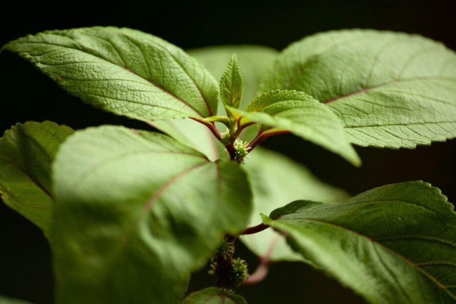 Planta mamaki
