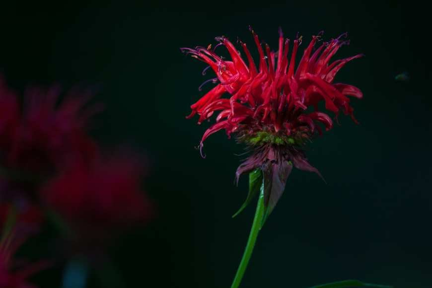 Monarda, menta indiană sau busuiocul turcesc inflorita