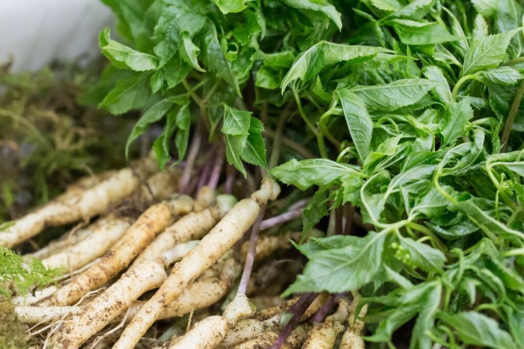 Ginseng american: origine