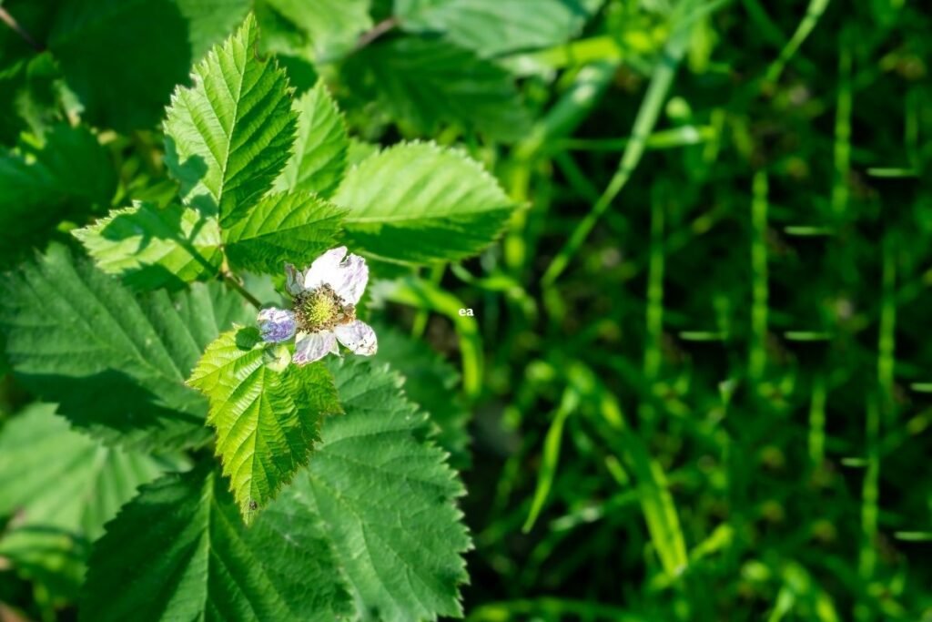 Floare de mur prim plan, in natura. Ceaiul din frunze de mure