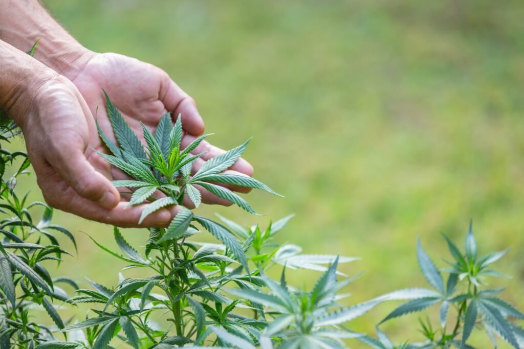 Frunze de canabis în mainile unui barbat intr-un cadru natural. Beneficiile ceaiului de canabis