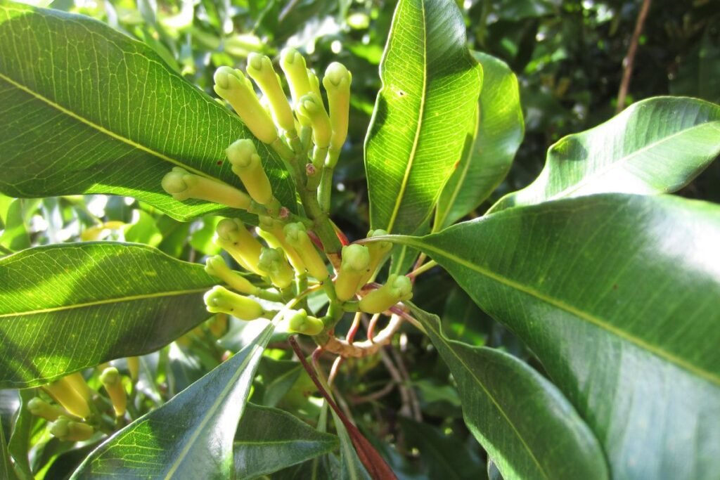 Flori de cuisoare prim plan in natura. Ceaiului de cuișoare