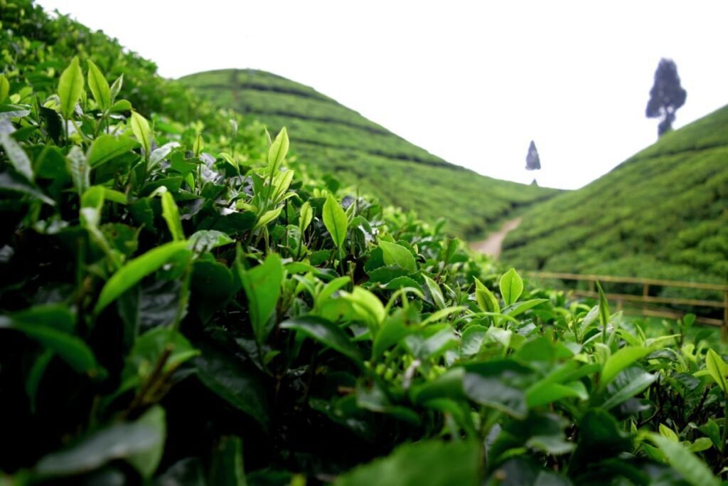 Câmp cu ceai Darjeeling verde. Ceaiului Darjeeling