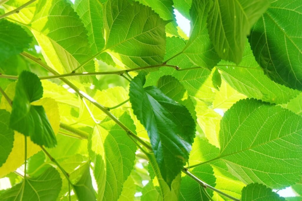 Frunze de dud prim plan in natura. Ceaiul de Dude