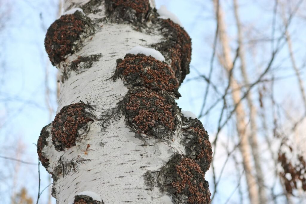 Tulpină de mesteacăn cu ciuperci parzite Chaga