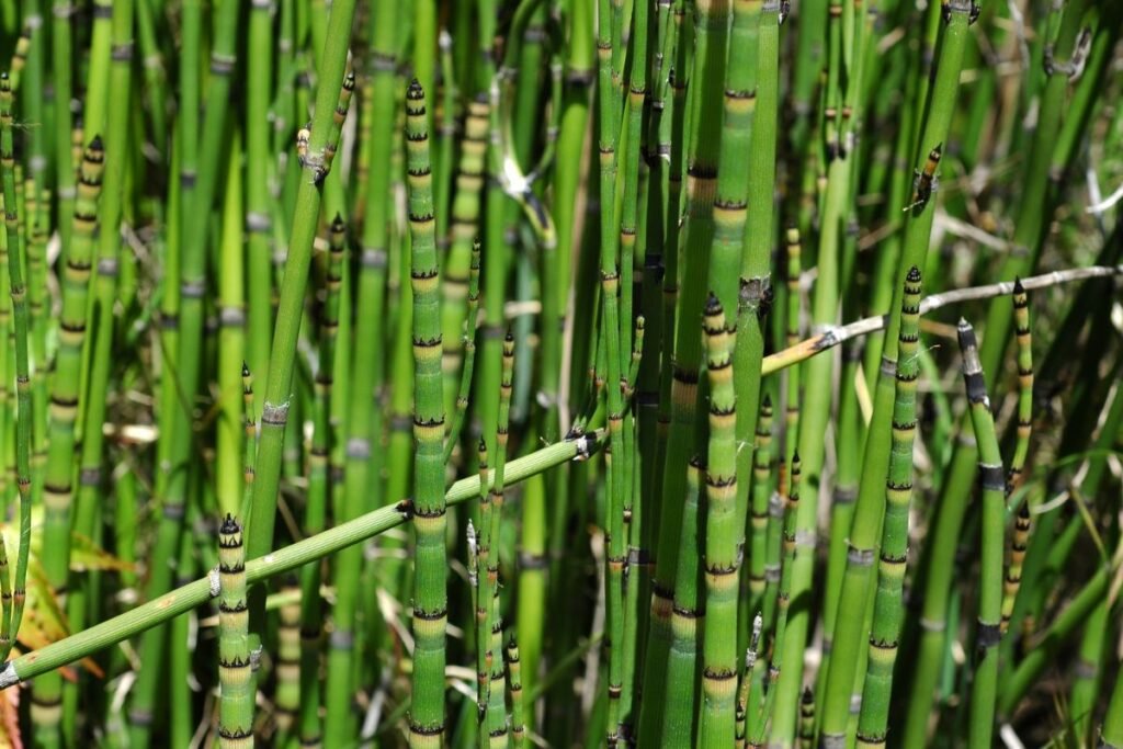 Pipirig prim plan în natură