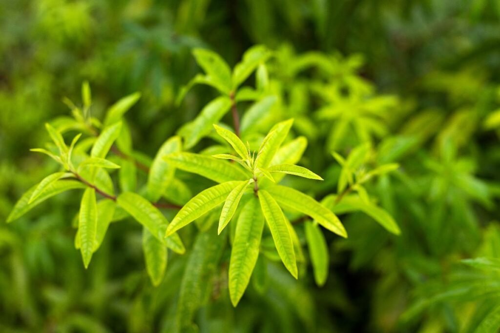 Plantă de lămâiță