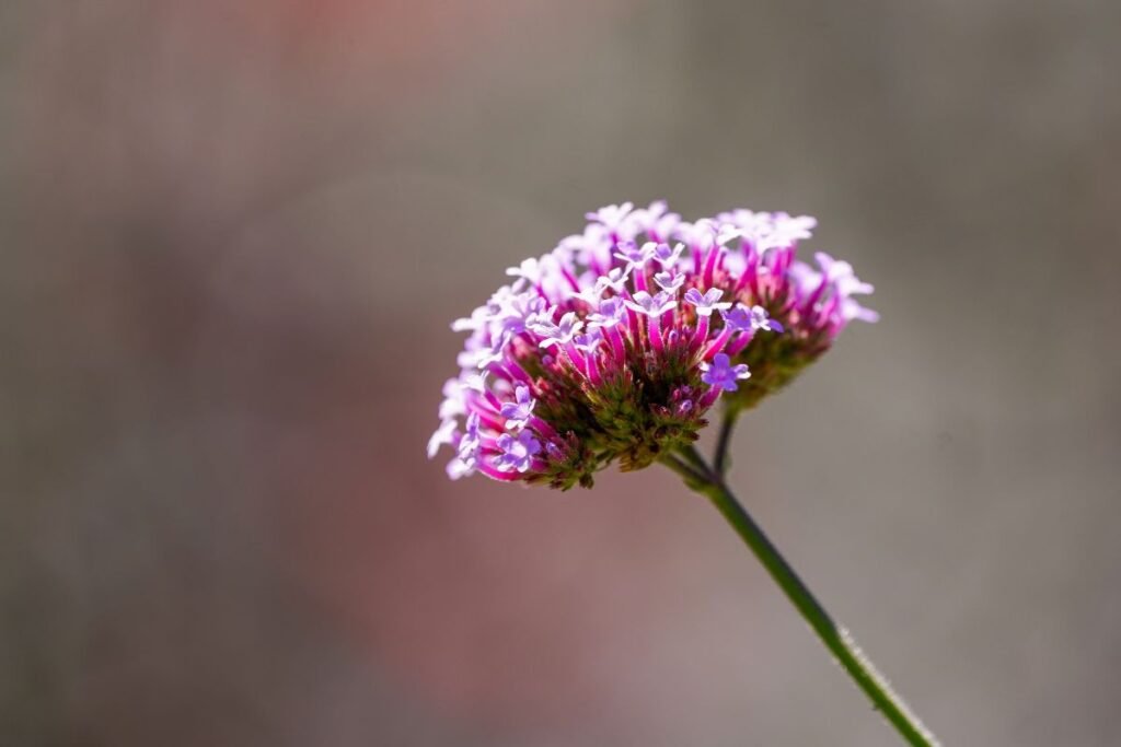 Floare de verbină