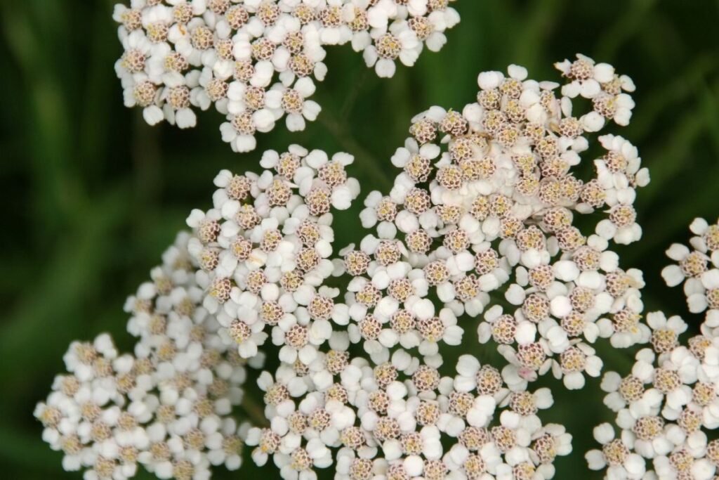 Floare de coada șoricelului prim plan